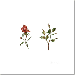 Loose Rose Buds Posters and Art